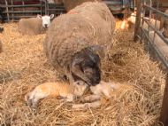 Lambing